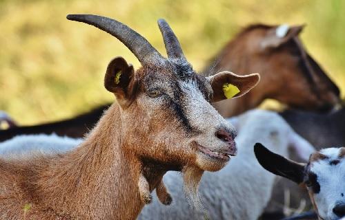 Chevre pre miniature