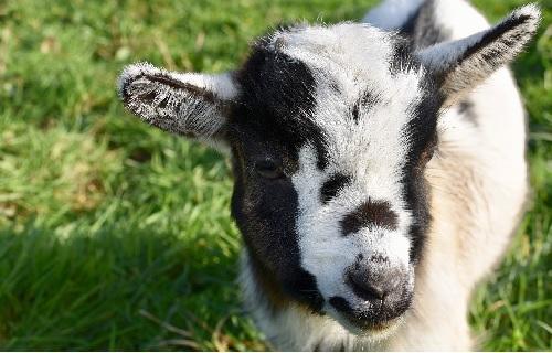 Chevreau pre miniature