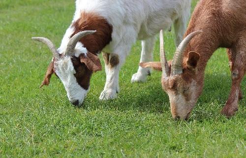 Chevres qui broutent miniature
