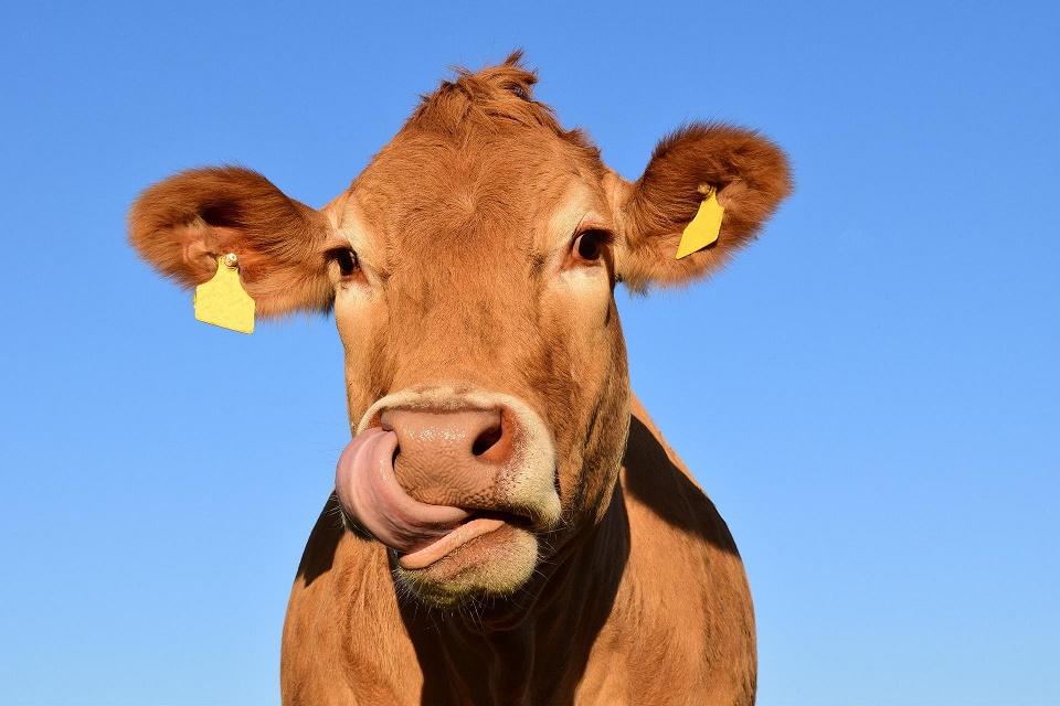 Julien Winling : le spécialiste de la viande rouge fermière en Alsace