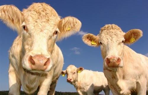 Vaches pre miniature