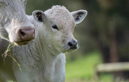Veau et vache miniature