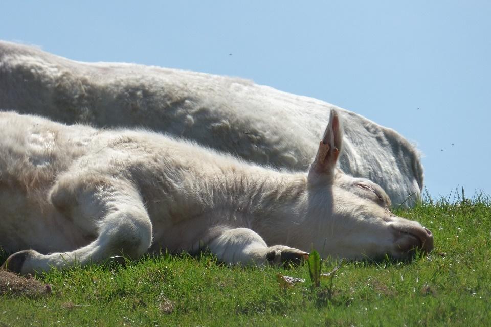 Viande bovine fermière d'élevage traditionnel d'Alsace Julien Winling